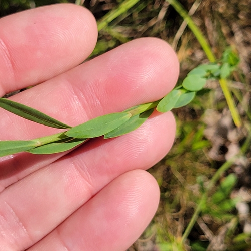 Image of Linum intercursum by (c) Matt Pelikan, some rights reserved (CC BY)