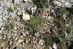 Asperula supina