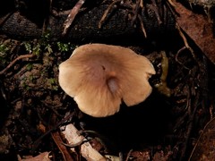 Pseudotricholoma