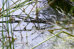 Pelophylax ridibundus
