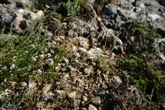 Asperula supina