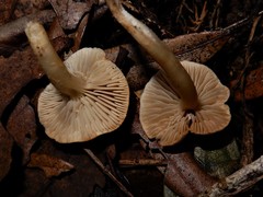 Pseudotricholoma