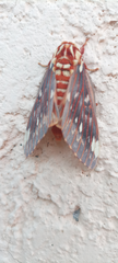 Citheronia beledonon