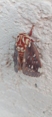 Citheronia beledonon