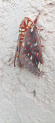 Citheronia beledonon