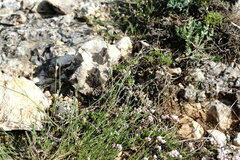 Asperula supina