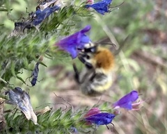 Bombus