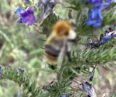 Bombus