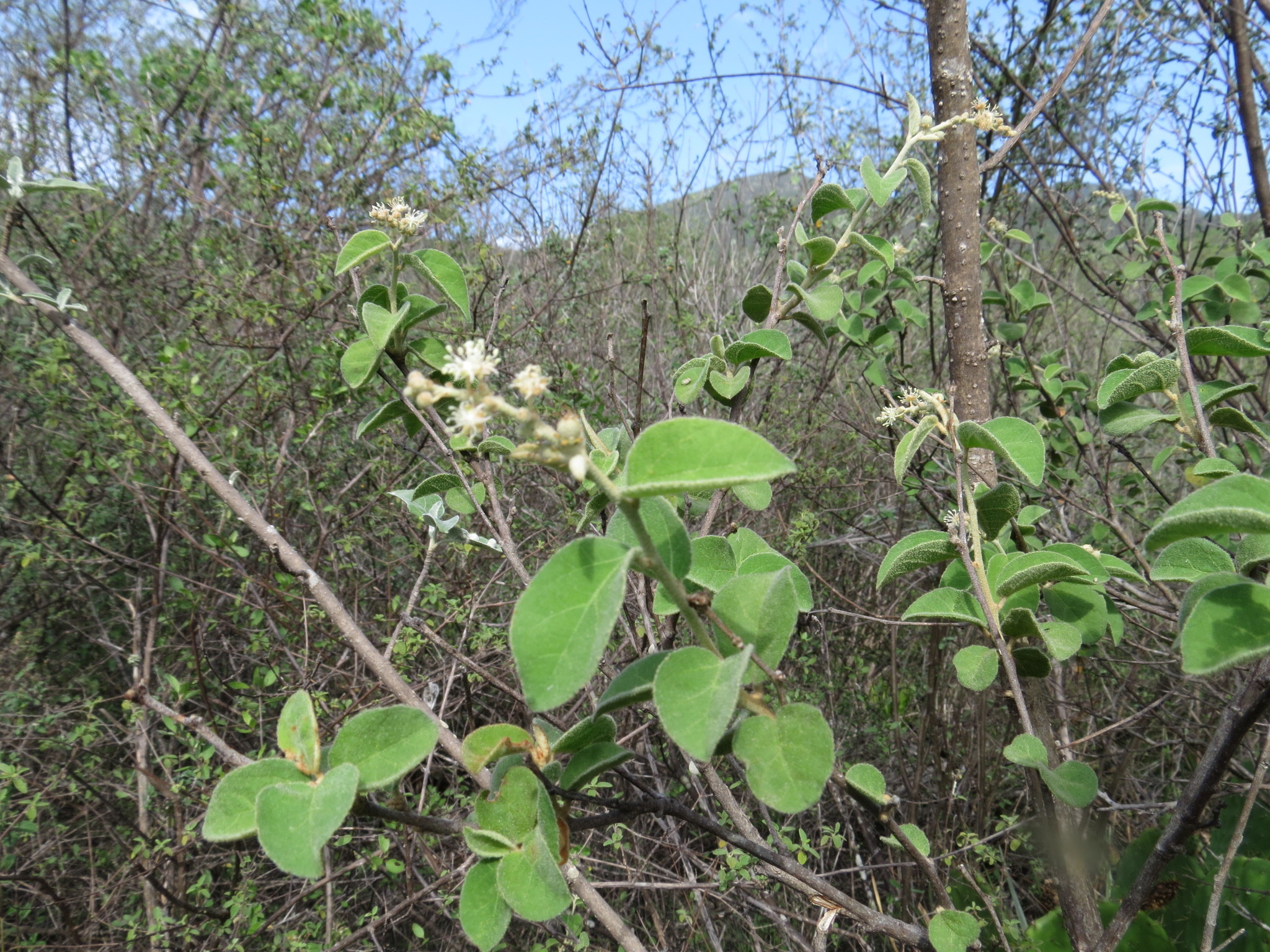 Croton hypoleucus