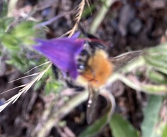 Bombus