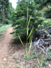 Bromus carinatus