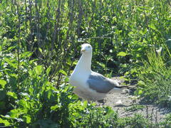 Larus argentatus smithsonianus