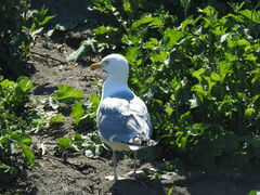 Larus argentatus smithsonianus