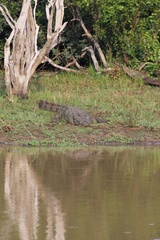 Crocodylus palustris