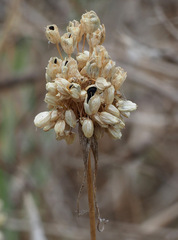 Allium pallens