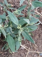 Atriplex oblongifolia