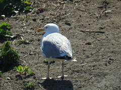 Larus argentatus smithsonianus