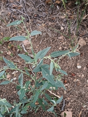Atriplex oblongifolia