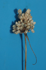 Allium pallens
