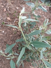 Atriplex oblongifolia