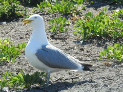 Larus argentatus smithsonianus