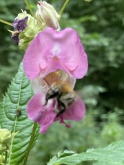 Bombus