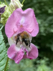 Bombus