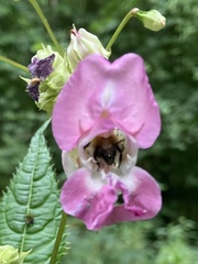 Bombus