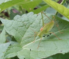 Leptophyes laticauda