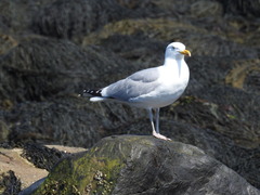 Larus argentatus smithsonianus