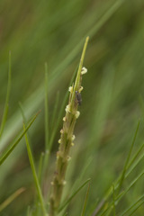 Sporobolus anglicus