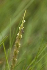 Sporobolus anglicus