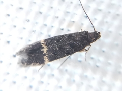 Monochroa sepicolella