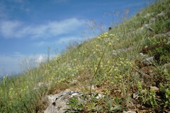 Rumia crithmifolia