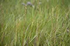 Sporobolus anglicus