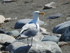 Larus argentatus smithsonianus