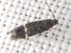 Monochroa sepicolella