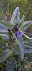 Gentiana cruciata cruciata