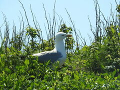 Larus argentatus smithsonianus