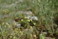 Rumia crithmifolia