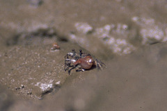 Image of Leptuca tenuipedis