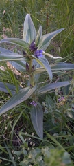 Gentiana cruciata cruciata