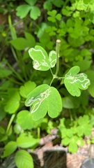 Phytomyza aquilegivora