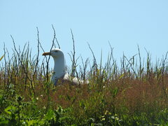 Larus argentatus smithsonianus