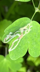 Phytomyza aquilegivora
