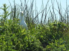 Larus argentatus smithsonianus