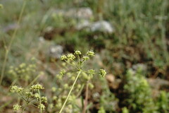 Rumia crithmifolia