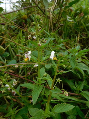 Alonsoa meridionalis