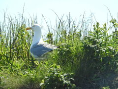 Larus argentatus smithsonianus