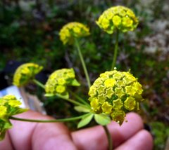 Bupleurum americanum
